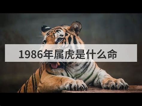 1986是什么虎|1986年屬虎是什麼命？最全虎命命相批註！